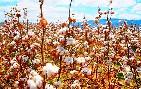 棉花期货交易规则是什么 一手棉花多少钱