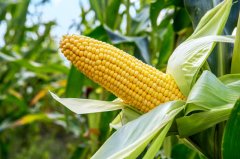 做玉米期货在哪家期货公司开户手续费最低？