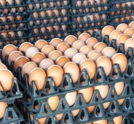 做鸡蛋期货在哪家期货公司开户手续费最低？