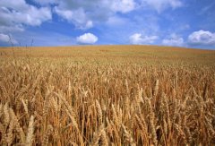 小麦基本面分析，影响小麦期货价格的主要因素有哪些？