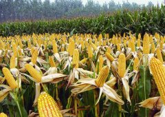 玉米基本面分析，影响玉米期货价格的主要因素有哪些？